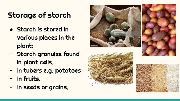 Storage of starch ● Starch is stored in various places in the plant: -