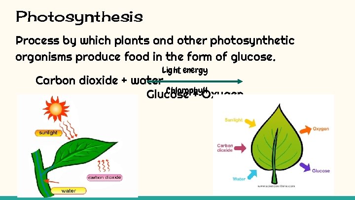 Photosynthesis Process by which plants and other photosynthetic organisms produce food in the form