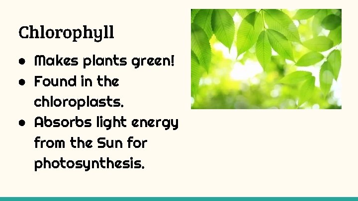 Chlorophyll ● Makes plants green! ● Found in the chloroplasts. ● Absorbs light energy