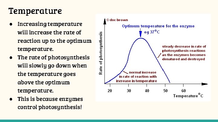 Temperature ● Increasing temperature will increase the rate of reaction up to the optimum