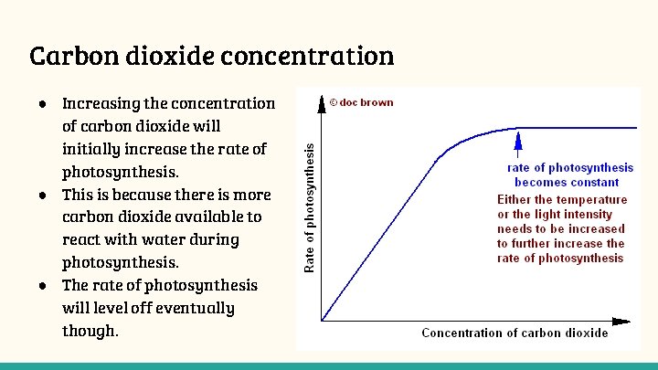 Carbon dioxide concentration ● Increasing the concentration of carbon dioxide will initially increase the