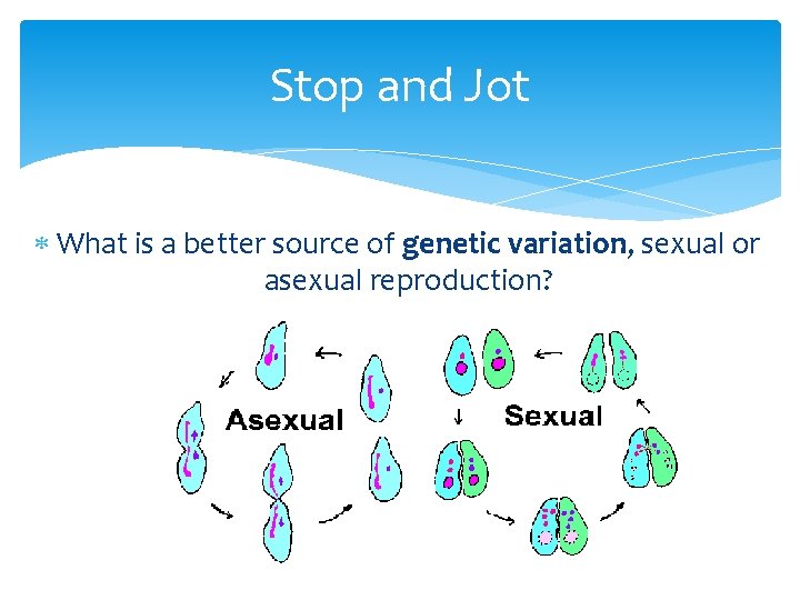 Stop and Jot What is a better source of genetic variation, sexual or asexual