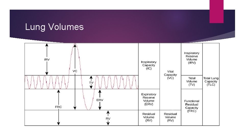 Lung Volumes 