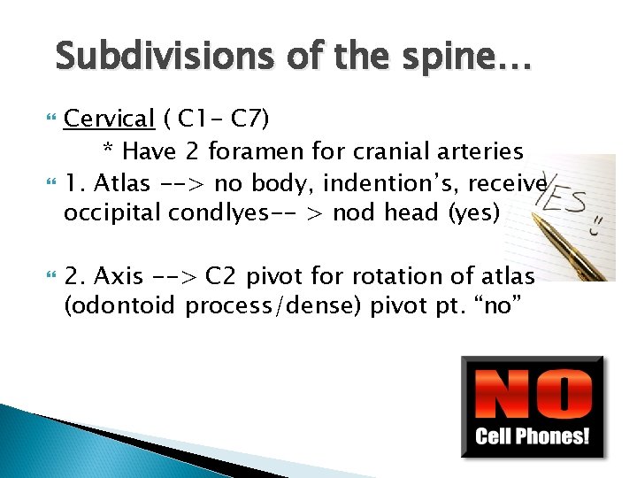 Subdivisions of the spine… Cervical ( C 1 - C 7) * Have 2