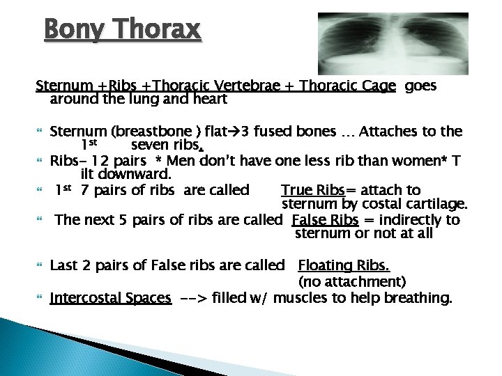 Bony Thorax Sternum +Ribs +Thoracic Vertebrae + Thoracic Cage goes around the lung and