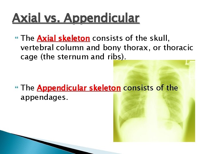 Axial vs. Appendicular The Axial skeleton consists of the skull, vertebral column and bony