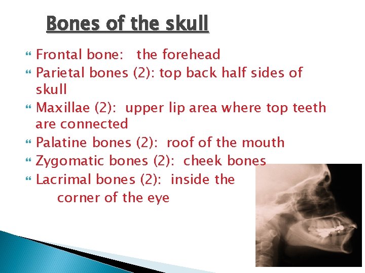 Bones of the skull Frontal bone: the forehead Parietal bones (2): top back half