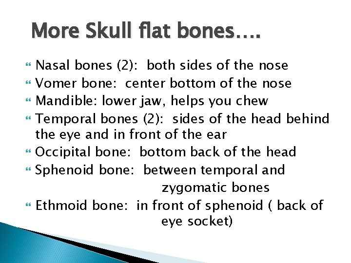 More Skull flat bones…. Nasal bones (2): both sides of the nose Vomer bone: