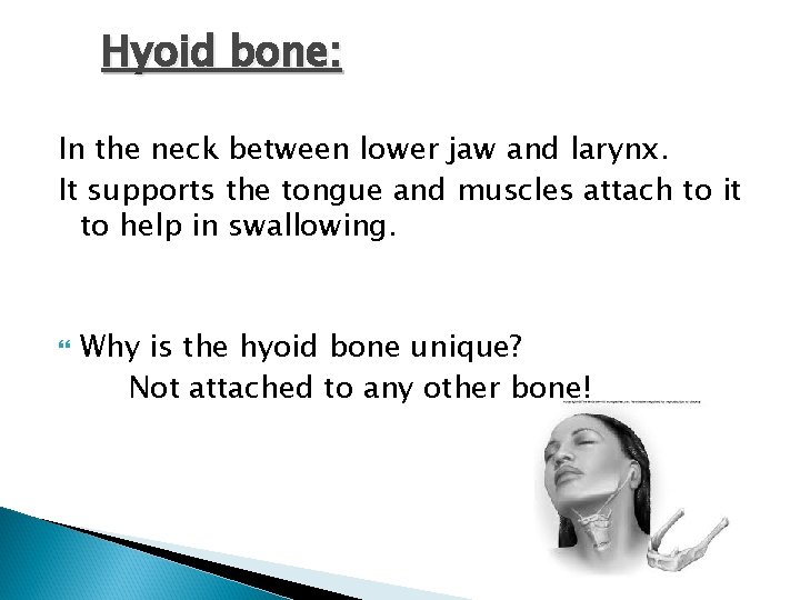 Hyoid bone: In the neck between lower jaw and larynx. It supports the tongue