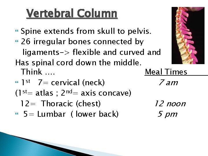 Vertebral Column Spine extends from skull to pelvis. 26 irregular bones connected by ligaments->