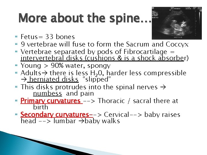 More about the spine…. Fetus= 33 bones 9 vertebrae will fuse to form the