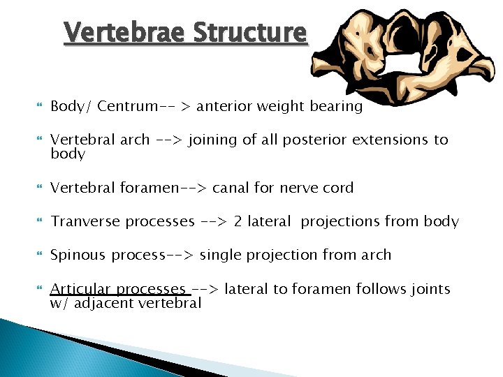 Vertebrae Structure Body/ Centrum-- > anterior weight bearing Vertebral arch --> joining of all