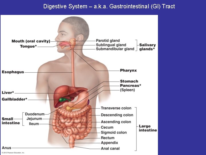 Digestive System – a. k. a. Gastrointestinal (GI) Tract 