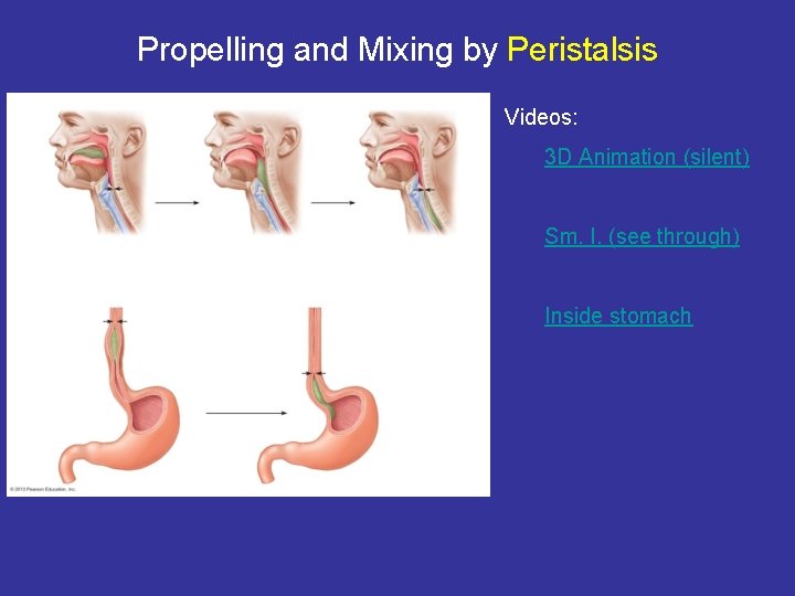 Propelling and Mixing by Peristalsis Videos: 3 D Animation (silent) Sm. I. (see through)