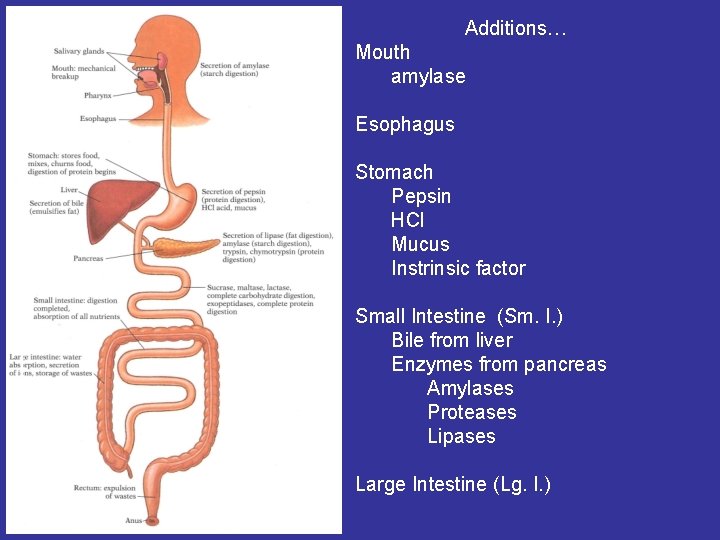 Additions… Mouth amylase Esophagus Stomach Pepsin HCl Mucus Instrinsic factor Small Intestine (Sm. I.