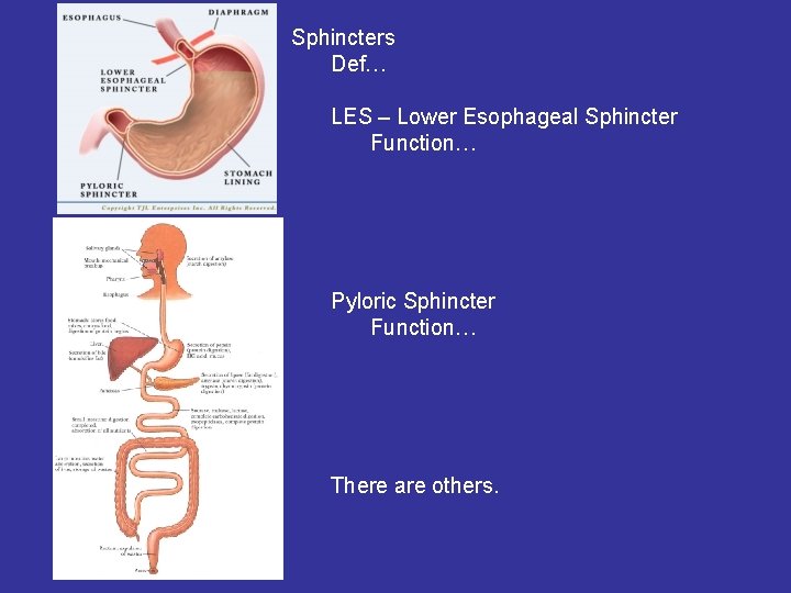 Sphincters Def… LES – Lower Esophageal Sphincter Function… Pyloric Sphincter Function… There are others.