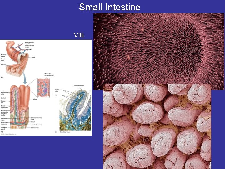 Small Intestine Villi 