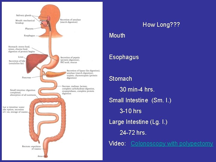 How Long? ? ? Mouth Esophagus Stomach 30 min-4 hrs. Small Intestine (Sm. I.