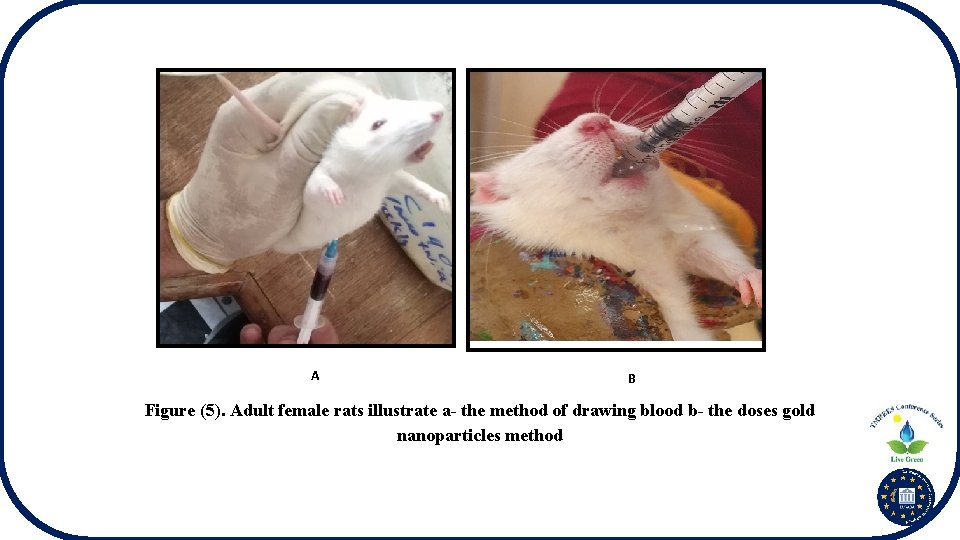 A B Figure (5). Adult female rats illustrate a- the method of drawing blood