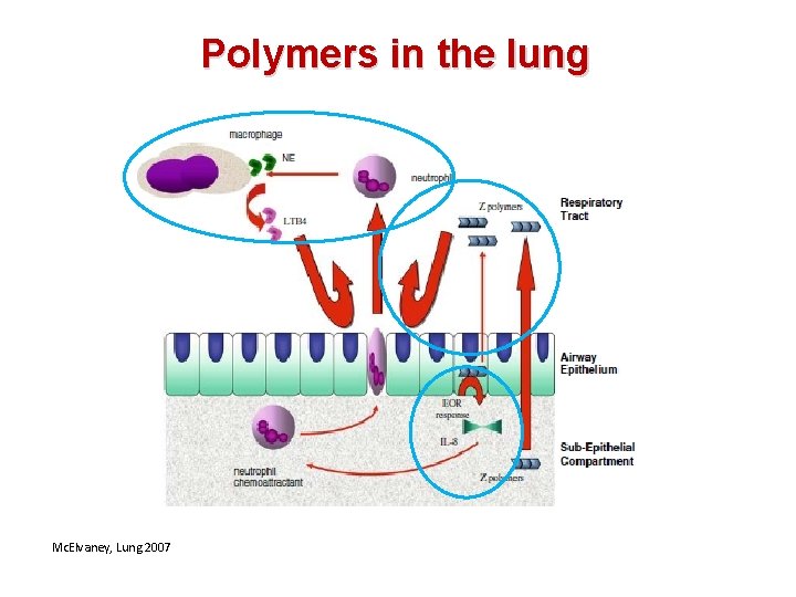 Polymers in the lung Mc. Elvaney, Lung 2007 