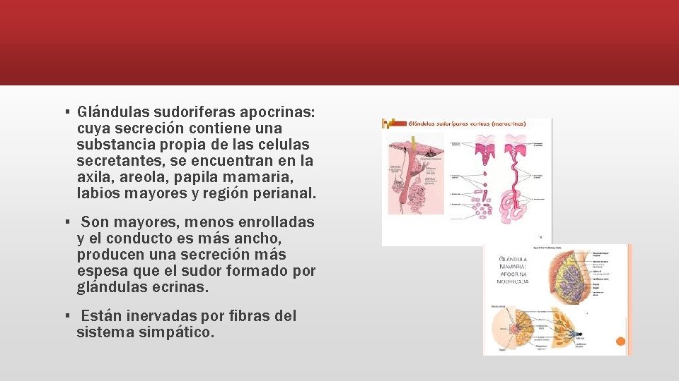 ▪ Glándulas sudoriferas apocrinas: cuya secreción contiene una substancia propia de las celulas secretantes,