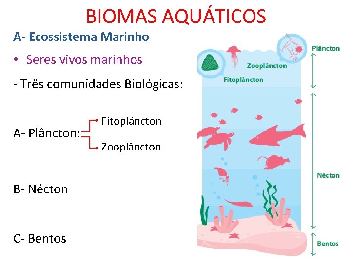 BIOMAS AQUÁTICOS A- Ecossistema Marinho • Seres vivos marinhos - Três comunidades Biológicas: A-