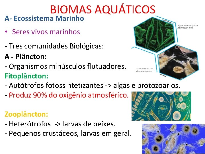 BIOMAS AQUÁTICOS A- Ecossistema Marinho • Seres vivos marinhos - Três comunidades Biológicas: A