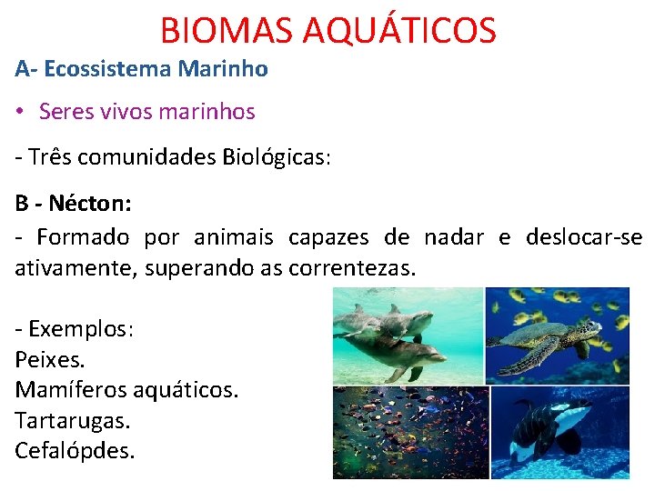 BIOMAS AQUÁTICOS A- Ecossistema Marinho • Seres vivos marinhos - Três comunidades Biológicas: B