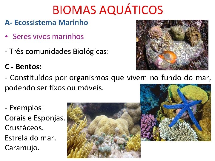 BIOMAS AQUÁTICOS A- Ecossistema Marinho • Seres vivos marinhos - Três comunidades Biológicas: C