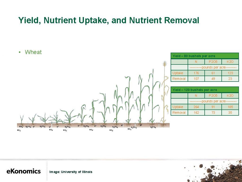 Yield, Nutrient Uptake, and Nutrient Removal • Wheat Yield – 80 bushels per acre
