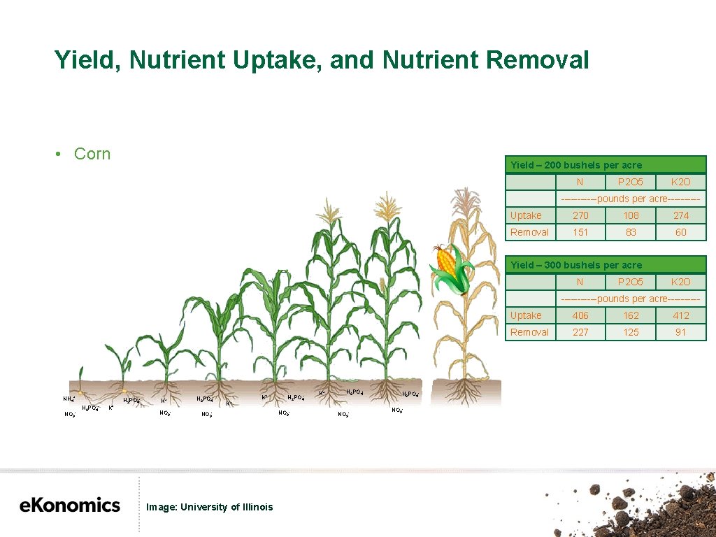 Yield, Nutrient Uptake, and Nutrient Removal • Corn Yield – 200 bushels per acre