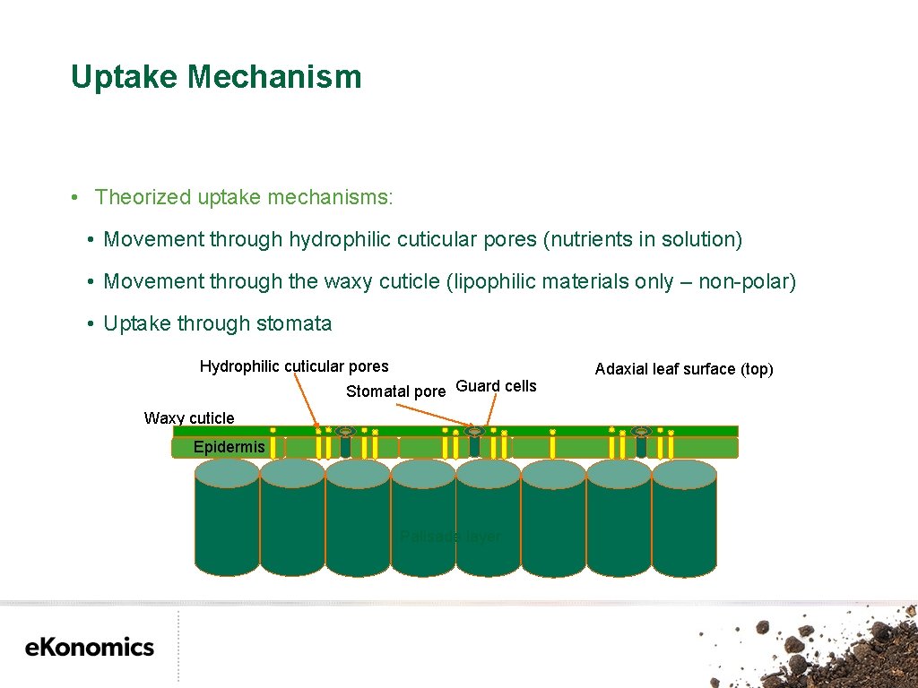 Uptake Mechanism • Theorized uptake mechanisms: • Movement through hydrophilic cuticular pores (nutrients in