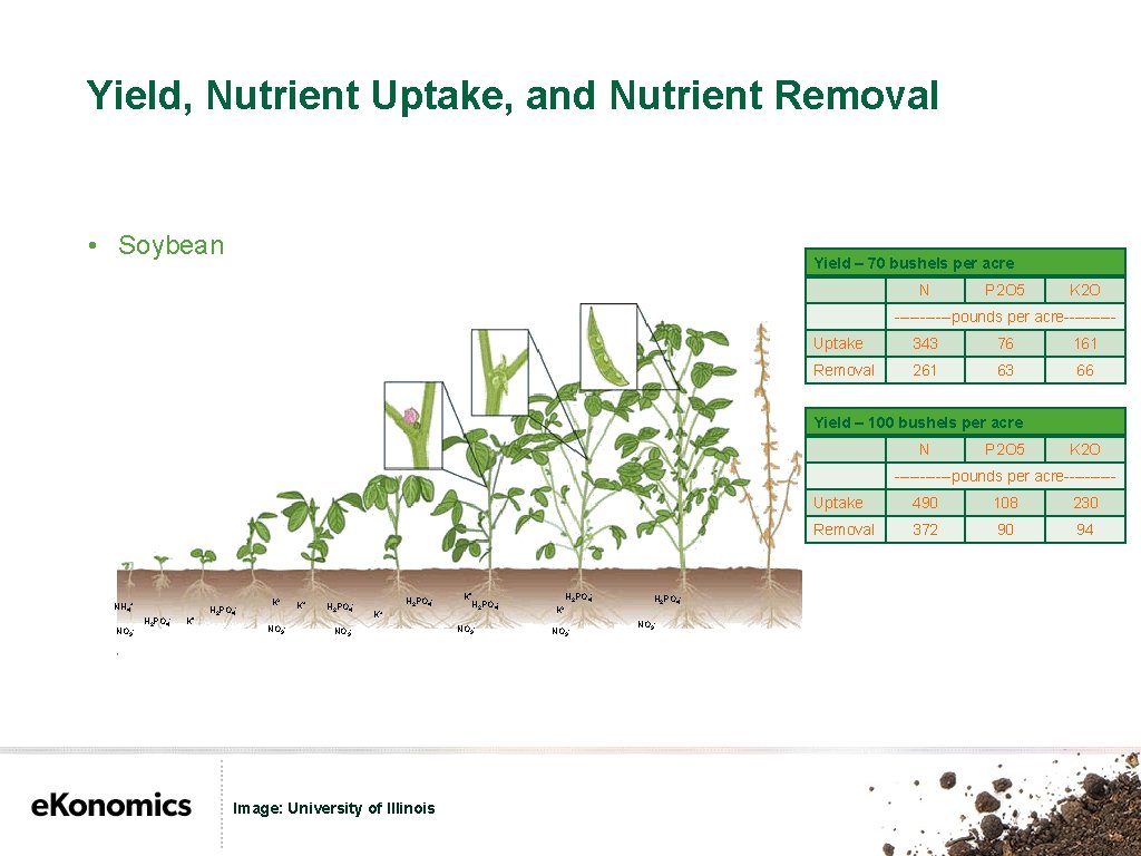 Yield, Nutrient Uptake, and Nutrient Removal • Soybean Yield – 70 bushels per acre