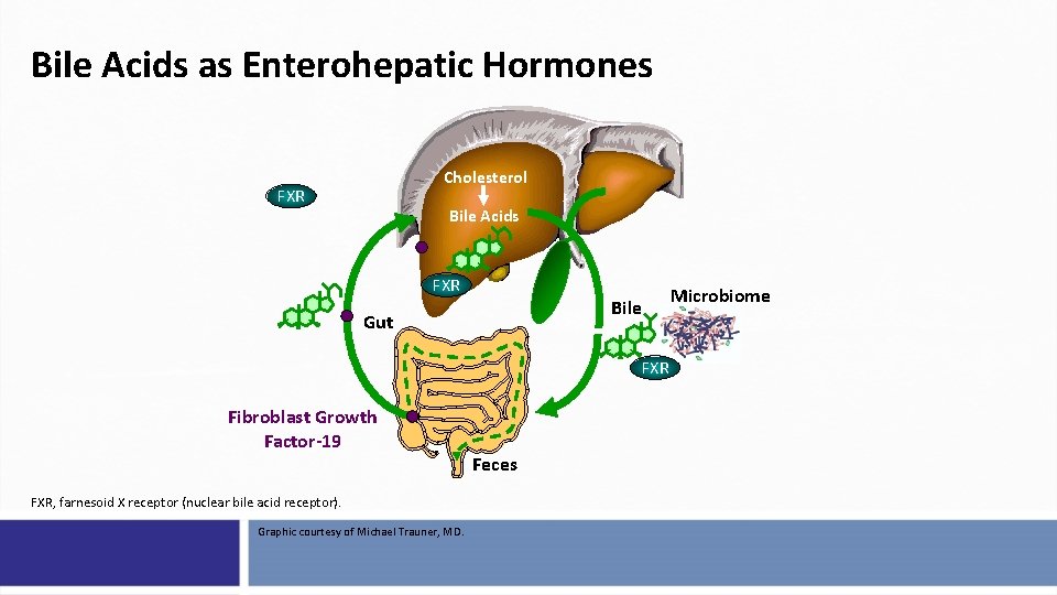 Bile Acids as Enterohepatic Hormones Cholesterol FXR Bile Acids FXR Bile Gut FXR Fibroblast