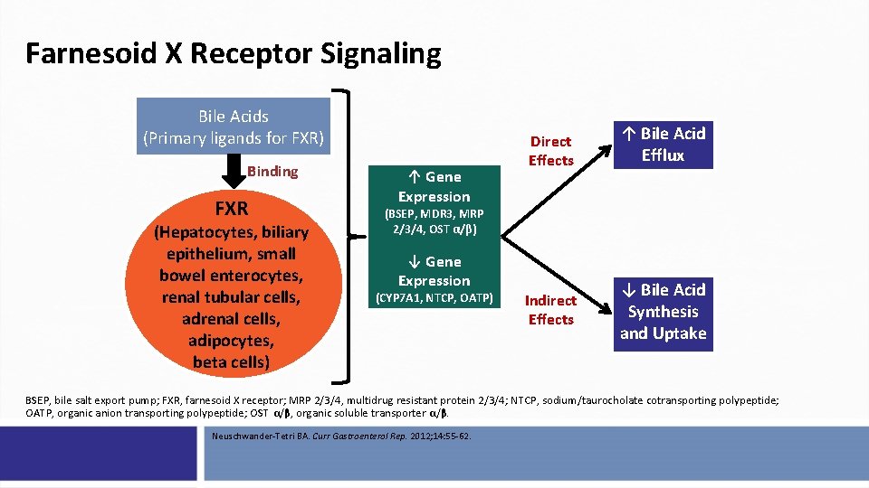 Farnesoid X Receptor Signaling Bile Acids (Primary ligands for FXR) Binding FXR (Hepatocytes, biliary