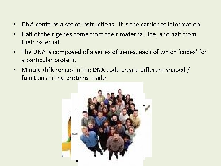 • DNA contains a set of instructions. It is the carrier of information.