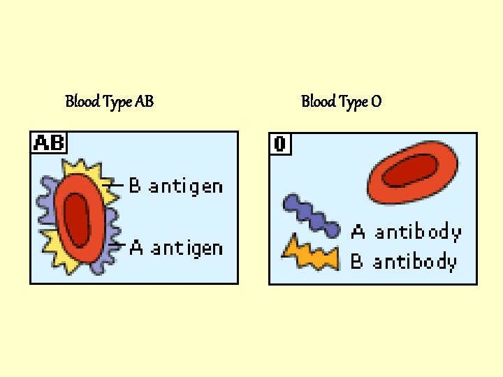  Blood Type AB Blood Type O 