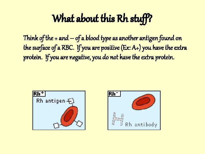 What about this Rh stuff? Think of the + and – of a blood