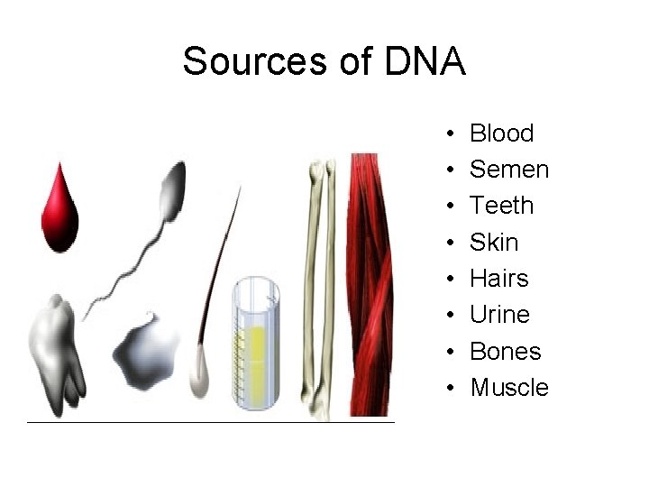 Sources of DNA • • Blood Semen Teeth Skin Hairs Urine Bones Muscle 