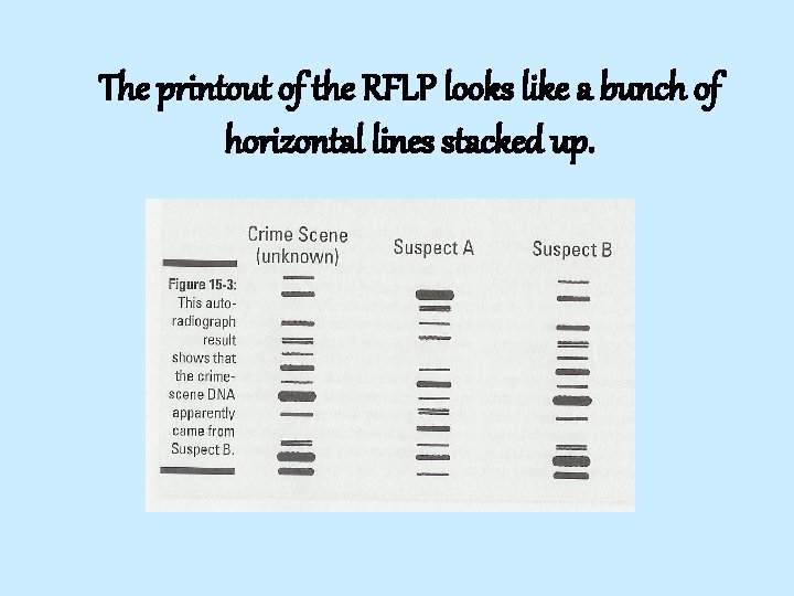 The printout of the RFLP looks like a bunch of horizontal lines stacked up.