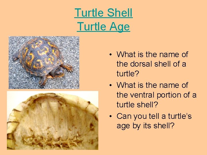 Turtle Shell Turtle Age • What is the name of the dorsal shell of