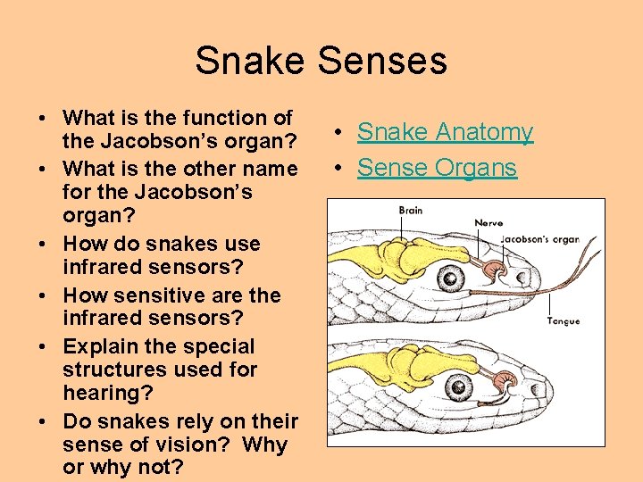 Snake Senses • What is the function of the Jacobson’s organ? • What is