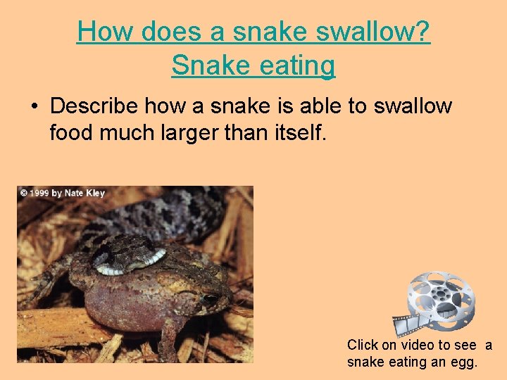 How does a snake swallow? Snake eating • Describe how a snake is able