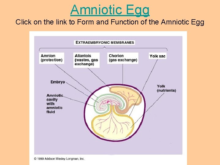 Amniotic Egg Click on the link to Form and Function of the Amniotic Egg