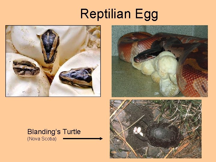 Reptilian Egg Blanding’s Turtle (Nova Scotia) 