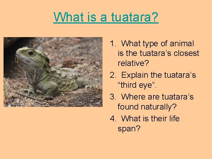 What is a tuatara? 1. What type of animal is the tuatara’s closest relative?