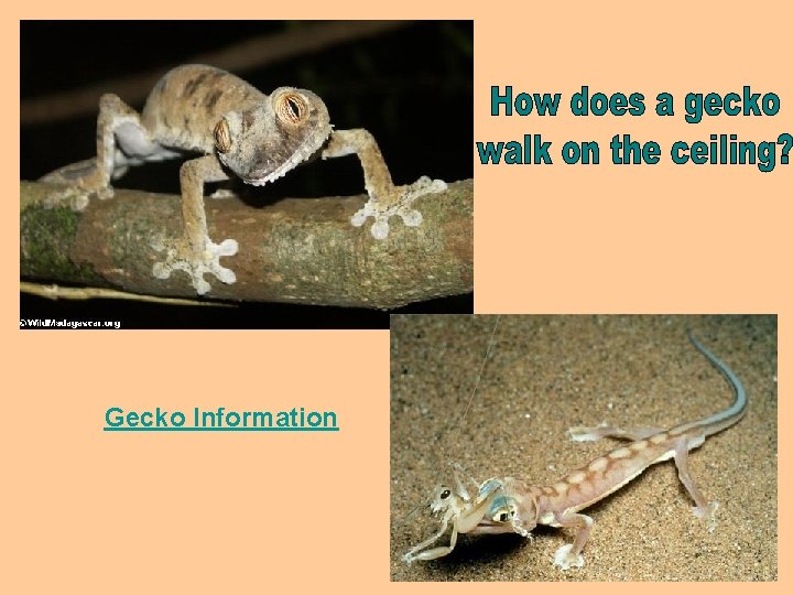 Gecko Information 