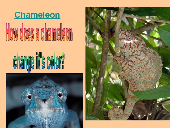 Chameleon 