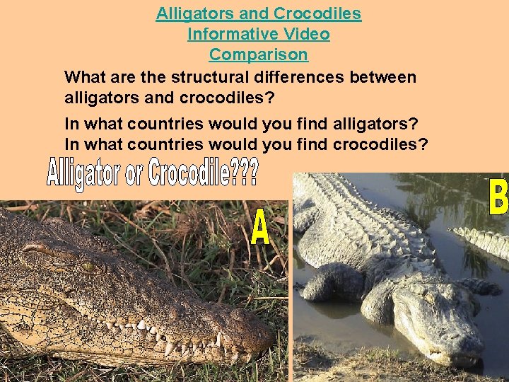 Alligators and Crocodiles Informative Video Comparison What are the structural differences between alligators and