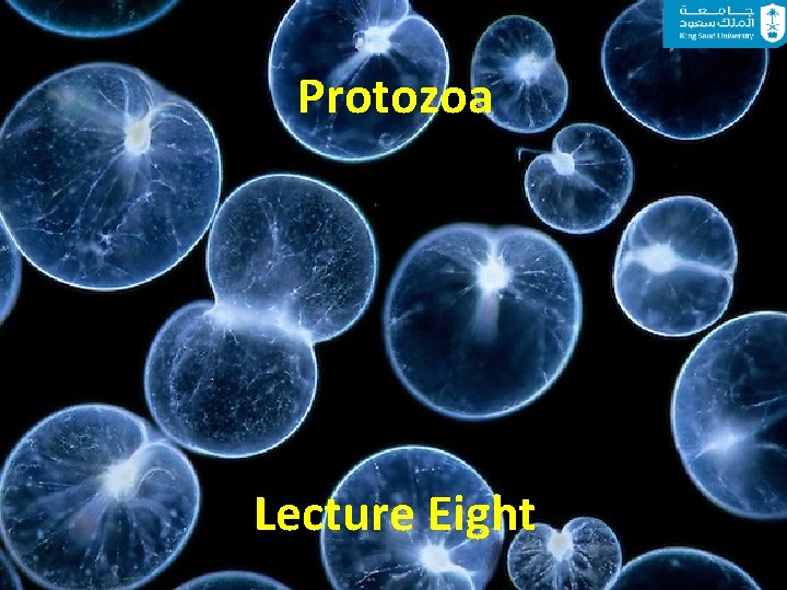 Protozoa Lecture Eight 